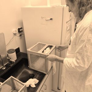 John "Jack" Williams handling a cage of live mosquitoes in the insectary