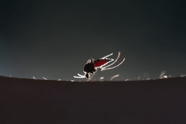 mosquito mosquito on a human skin